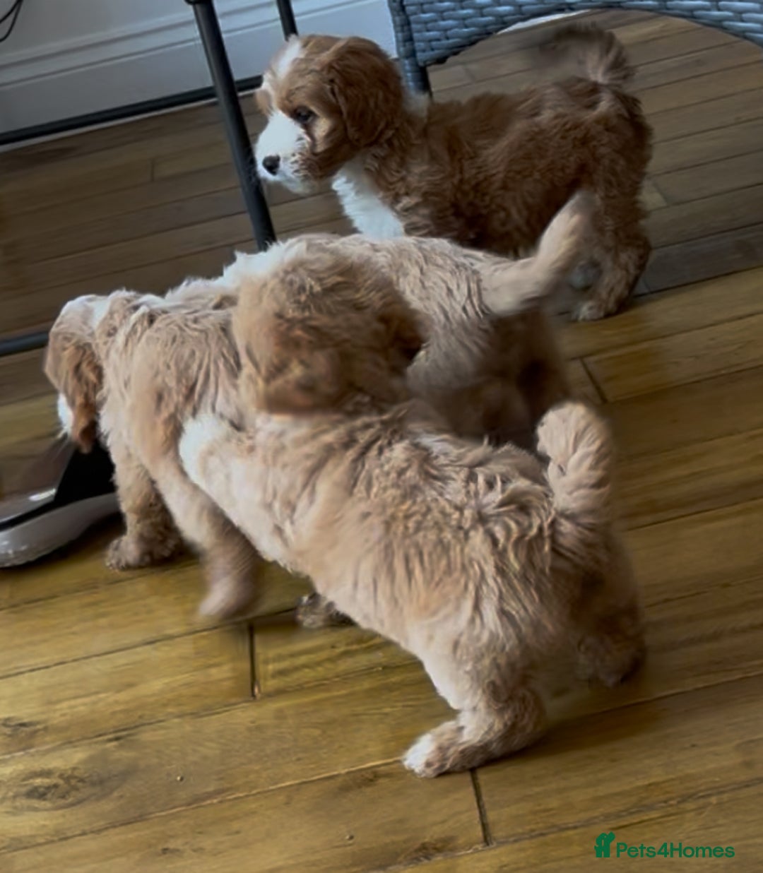 Cockapoo dogs for sale: F1 cockapoo puppies  in Esher - Image 12