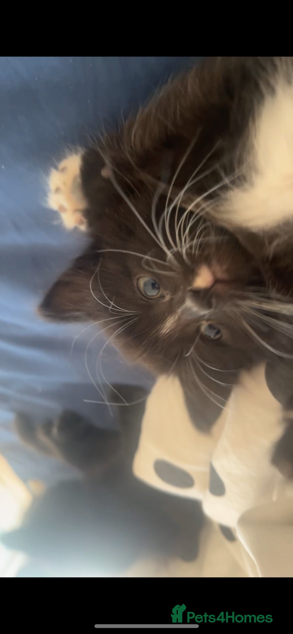 Mixed Breed cats 7 1/2 week old brother and sister  - Advert 4
