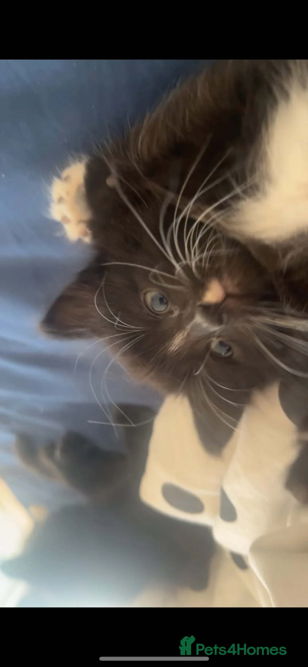 Mixed Breed cats for sale: 7 1/2 week old brother and sister  in London - Advert 1