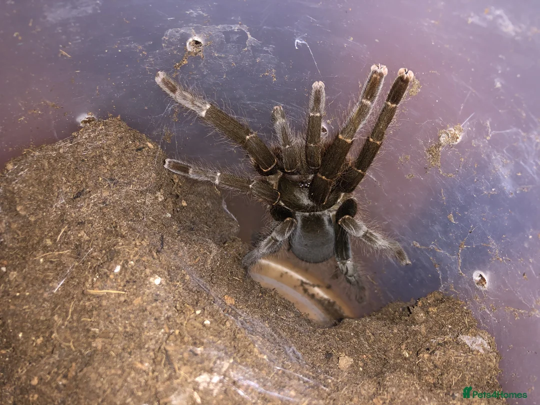 Mixed Breed invertebrates for sale: Various inverts for sale moving house - Advert 3