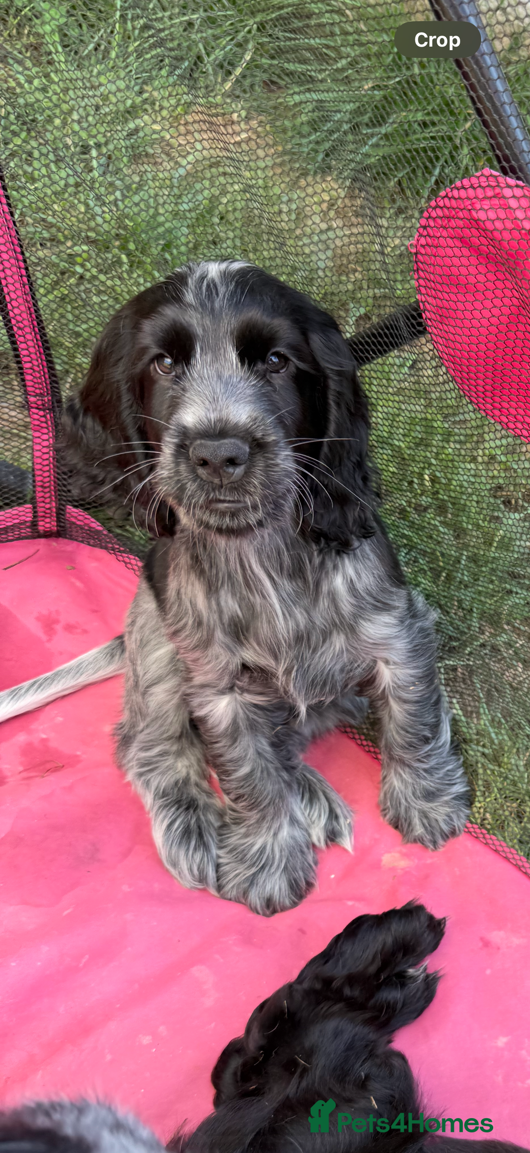Cocker Spaniel dogs for sale: Show type Cocker Spaniels, ready to leave - Image 1