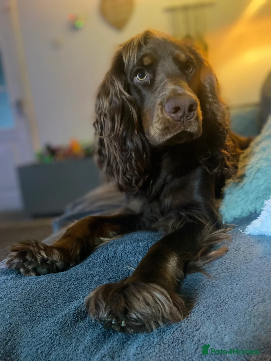 Cocker Spaniel dogs for sale: 1 year old male cocker spaniel in Corby - Advert 1