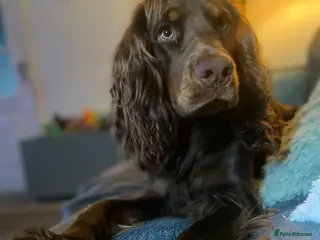 Cocker Spaniel dogs 1 year old male cocker spaniel in Corby - Advert 1
