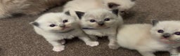Ragdoll cats for sale: Dreamy Purebred Ragdoll Kittens - Advert 3