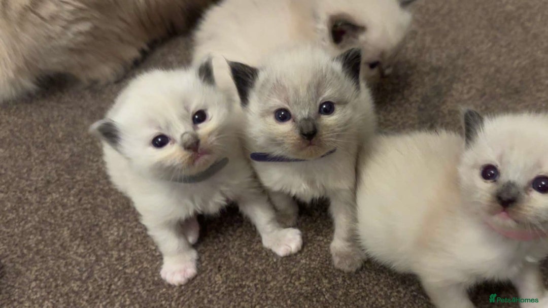 Ragdoll cats for sale: Dreamy Purebred Ragdoll Kittens - Advert 3