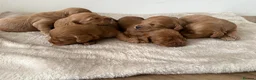 Cockapoo dogs for sale: Cockapoo puppies looking for they forever home  in Tredegar - Advert 19