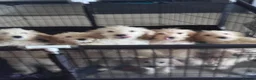 Cockapoo dogs for sale: F1bb cockapoo puppies  in Castle Douglas - Advert 4