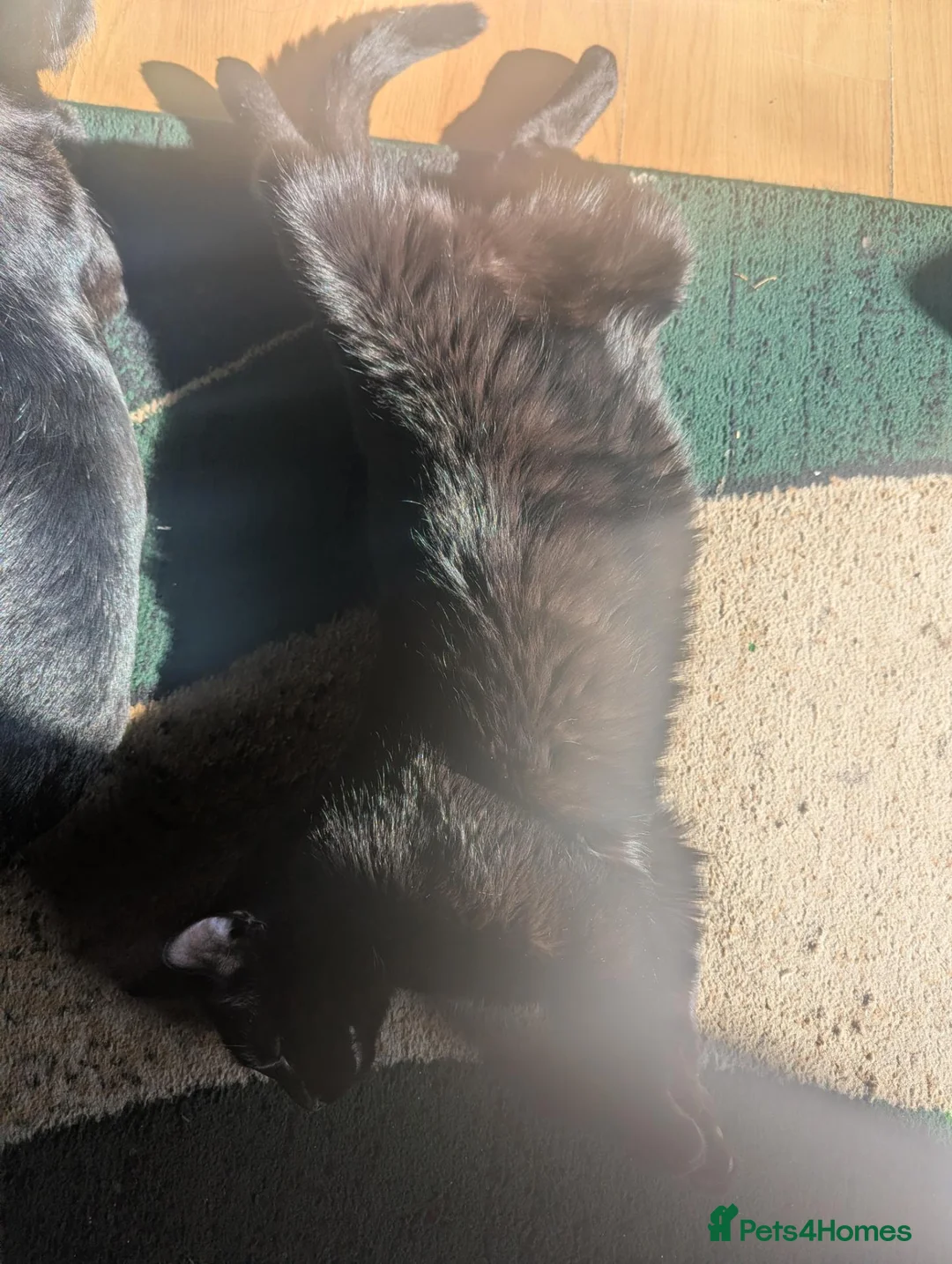 Mixed Breed cats for sale: Male black cat. 15 months old.  in Doncaster - Advert 5