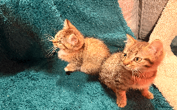 Mixed Breed cats for sale: 2 left - 4wks free insurance -himalayan x bengal - Image 5