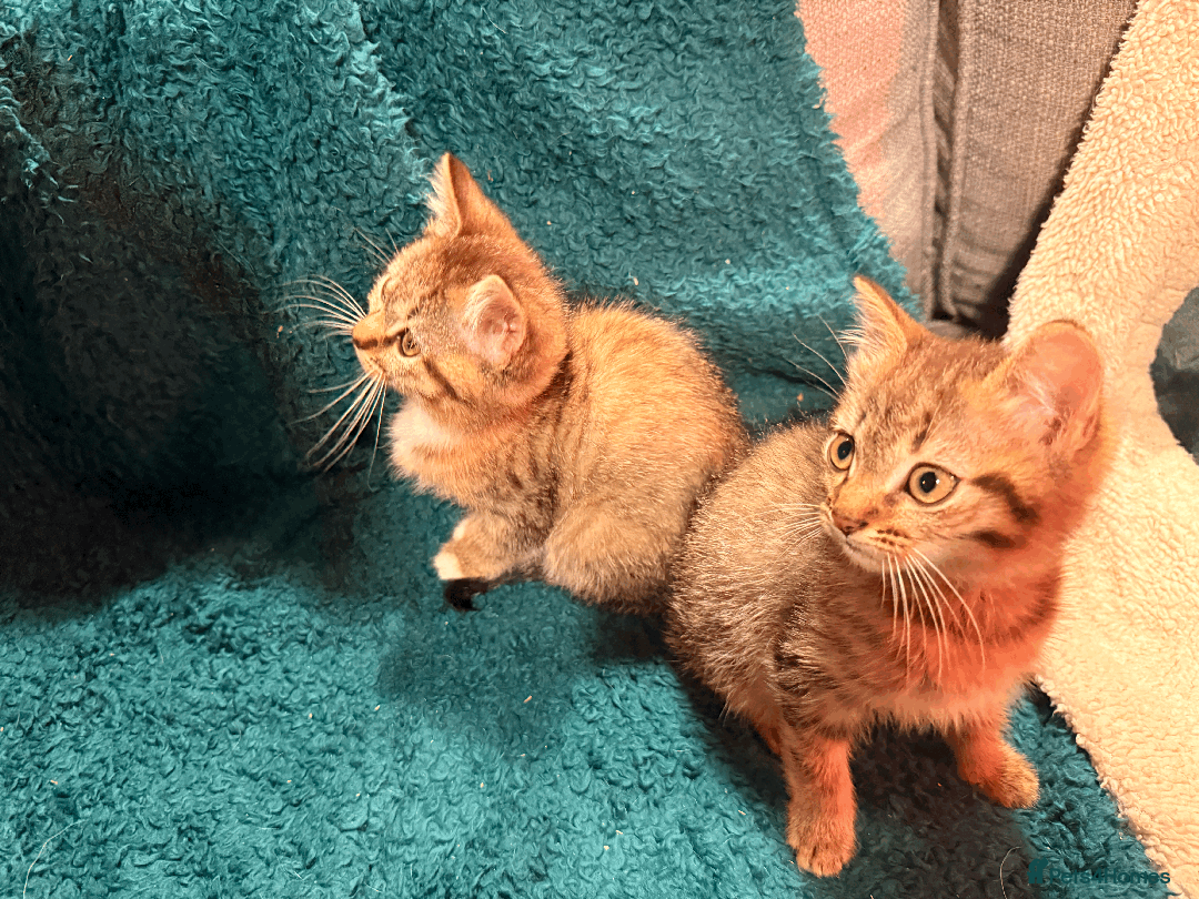Mixed Breed cats for sale: 2 left - 4wks free insurance -himalayan x bengal - Image 5