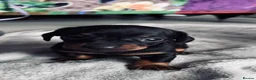 Miniature Dachshund dogs for sale: 2 Stunning Miniature Dachshund Puppies   - Advert 3