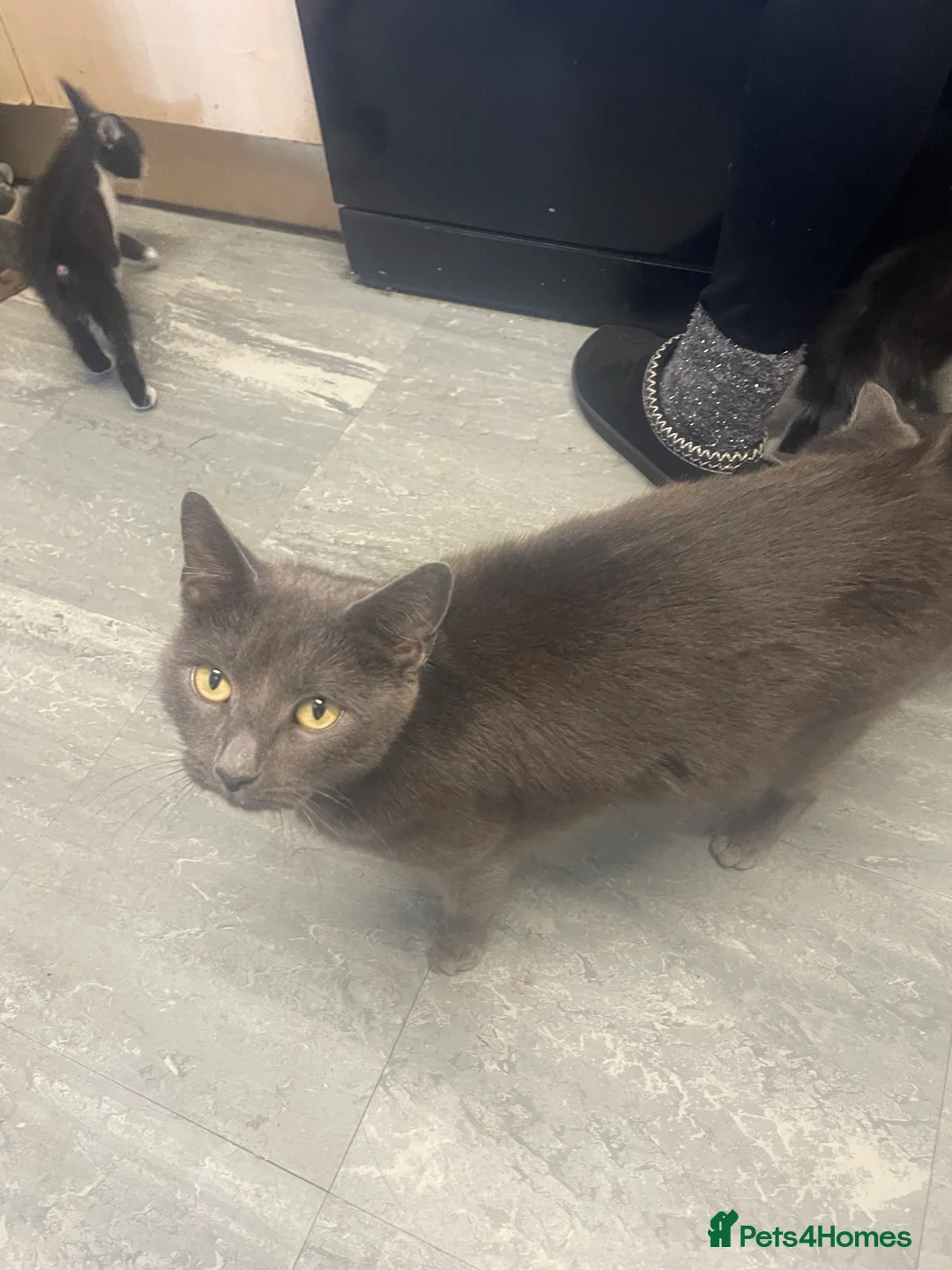 British Shorthair cats for sale: British shorthair kittens - Advert 2