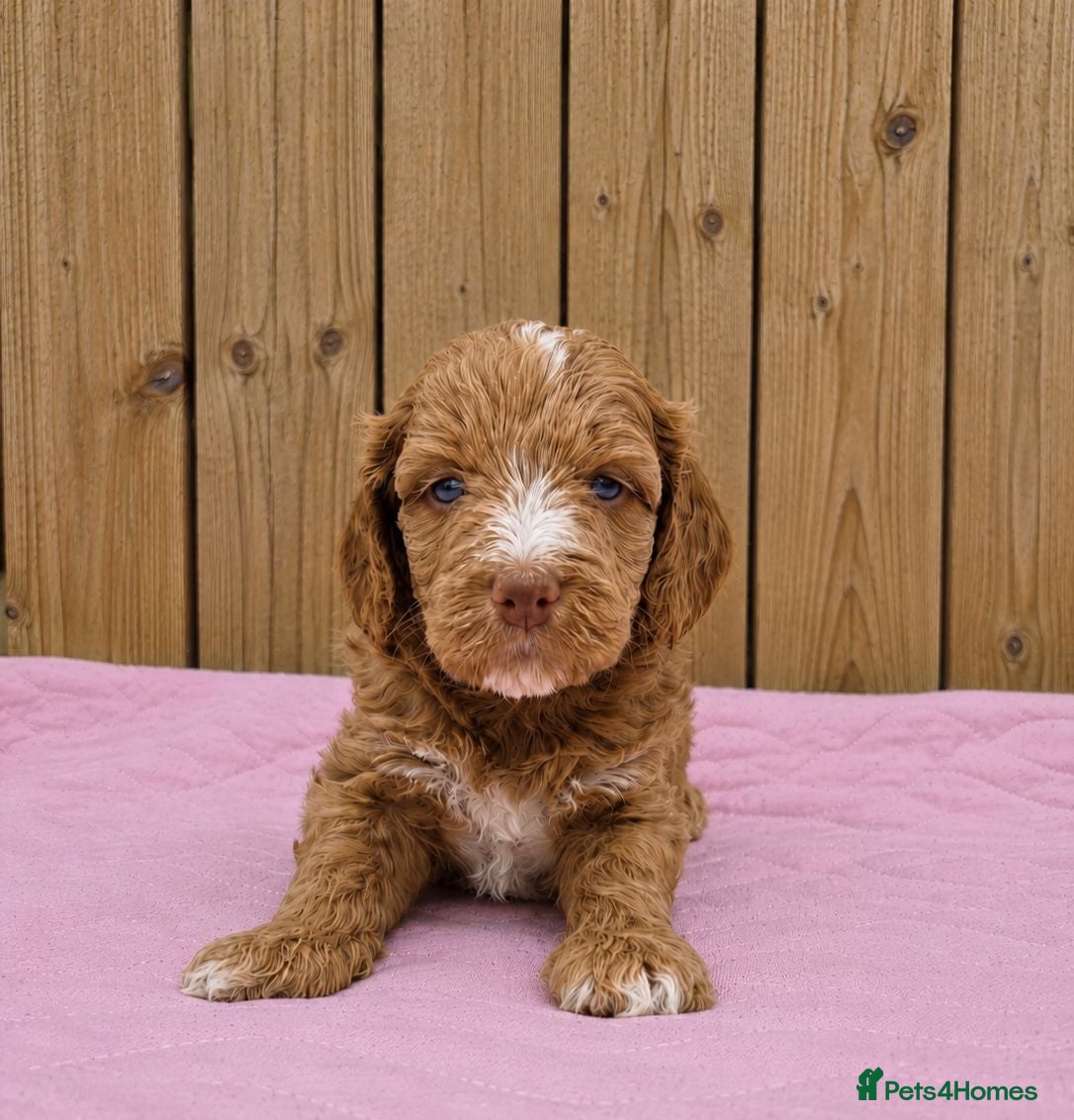 Cockapoo dogs Merles Apricots Parti Most loved Cockapoo Puppies - Advert 1