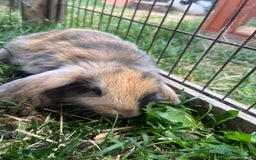 English Lop rabbits for sale: Beautiful bunnies in Pontefract - Image 18