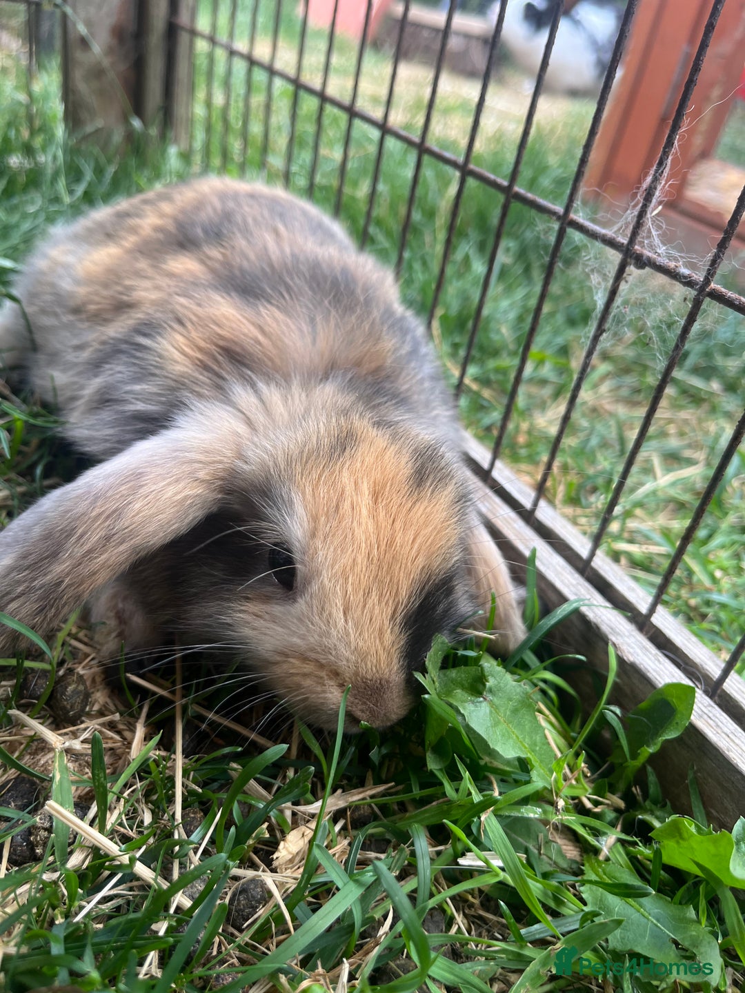 English Lop rabbits for sale: Beautiful bunnies in Pontefract - Image 18
