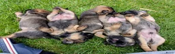 Border Terrier dogs for sale: Border Terrier Puppies - Advert 6