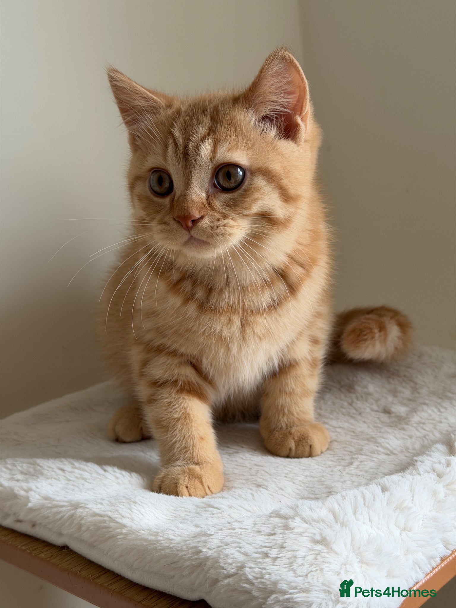 British Shorthair cats Two red BSH boys - Advert 6