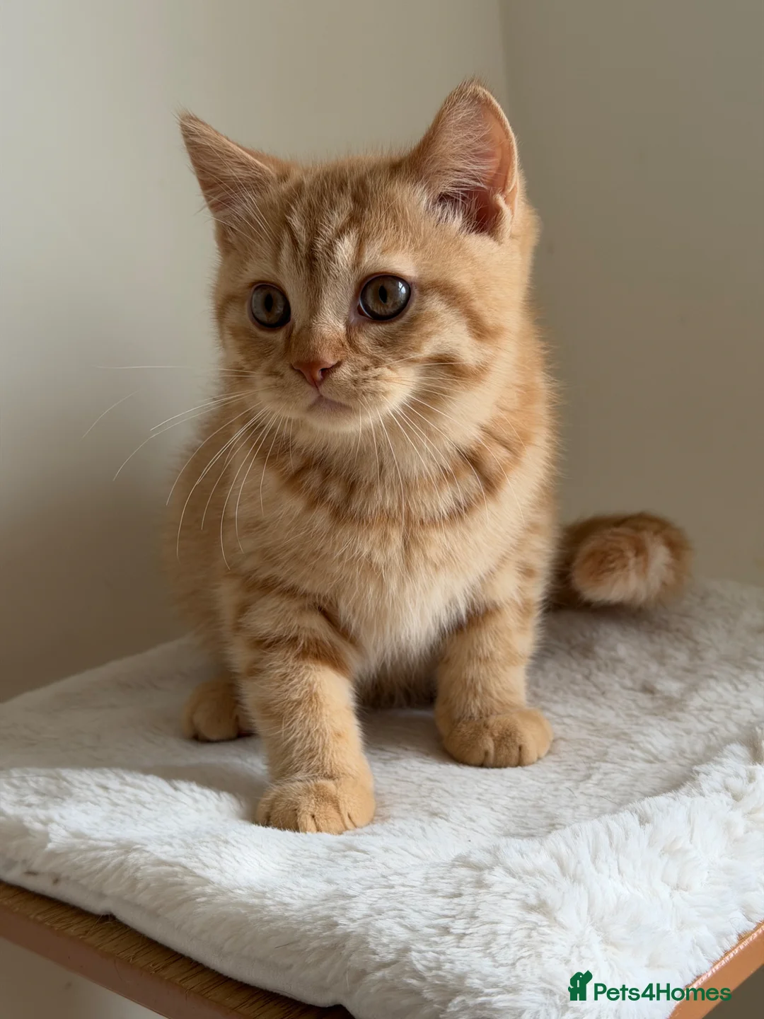 British Shorthair cats for sale: Last boy cute and playful TICA registered  - Advert 1