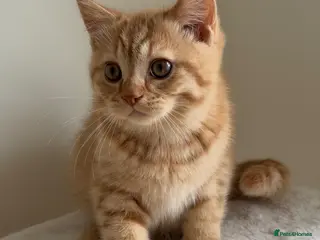 British Shorthair cats Two red BSH boys - Advert 6