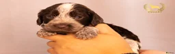 Cocker Spaniel dogs for sale: TRUE SHOW TYPE COCKER SPANIELS - Advert 6