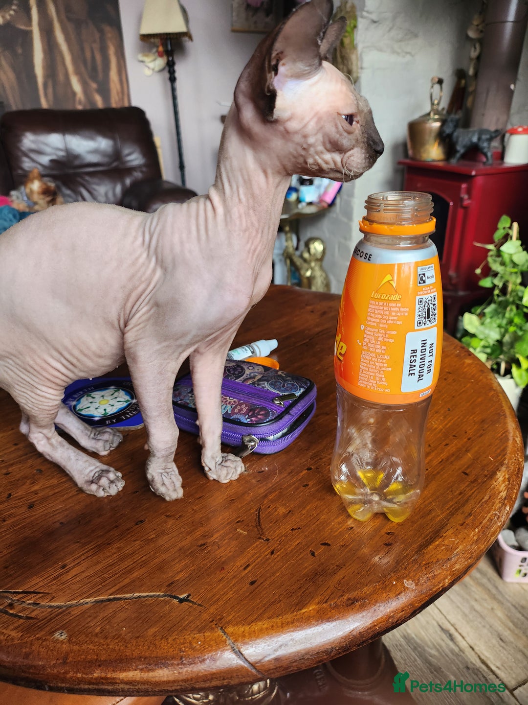 Sphynx cats for sale: Young sphynx female - Image 6