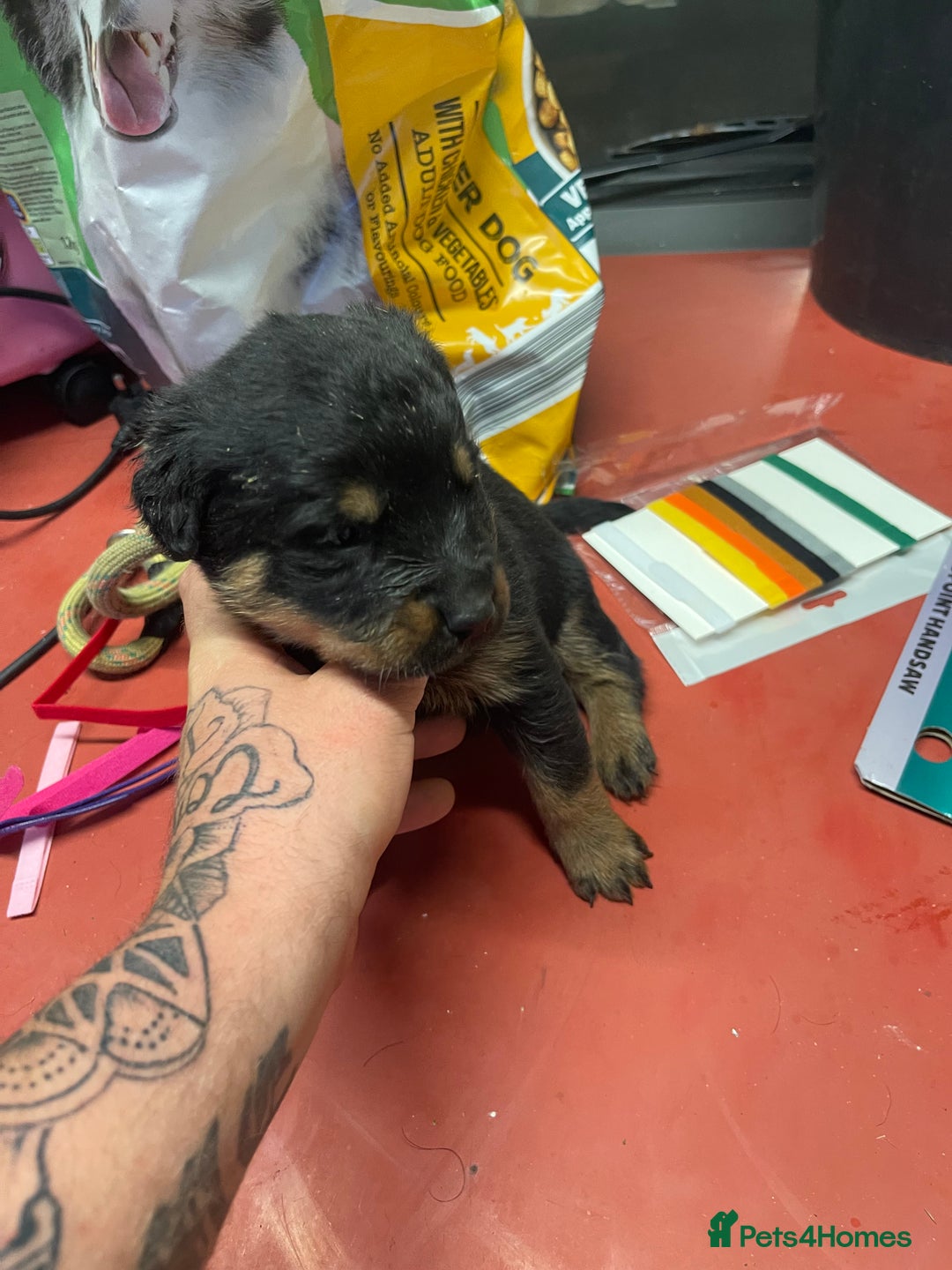 Rottweiler dogs for sale: Rottweiler/rotty puppies - Image 23