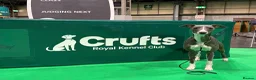 Whippet dogs for sale: KC registered Whippet puppies in Billingshurst - Advert 4