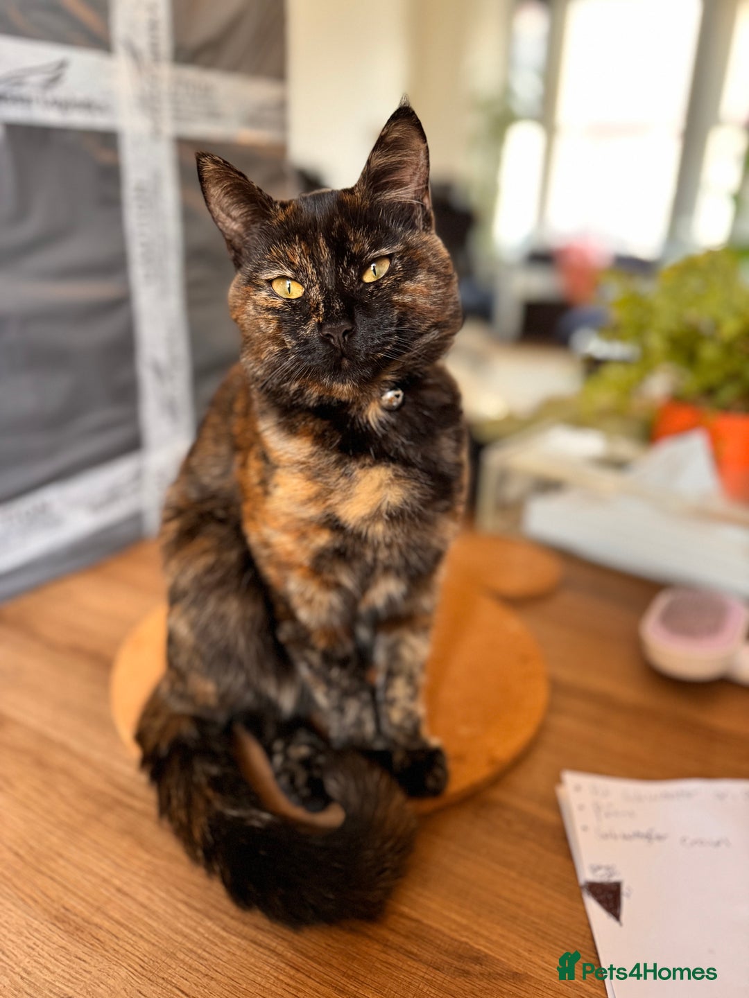 Mixed Breed cats for sale: 7 month old brother & sister looking for new home - Advert 23