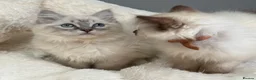 Ragdoll cats for sale: GCCF🥇PUREBRED REG RAGDOLL KITTENS AWARD WIN🥇 - Advert 5