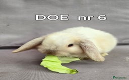 Mini Lop rabbits for sale: CUTE MINI-LOPS - Image 17