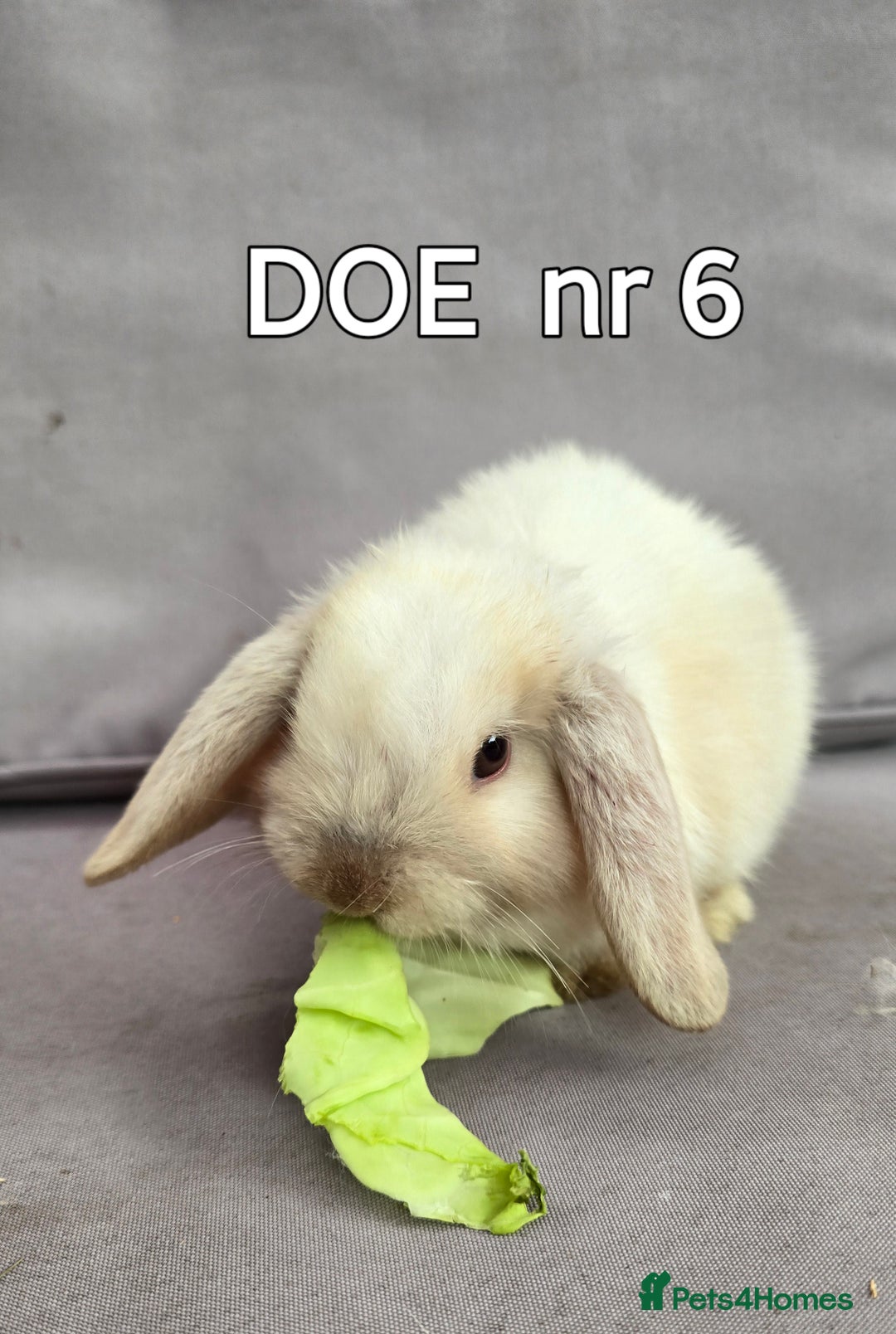 Mini Lop rabbits for sale: CUTE MINI-LOPS - Image 17