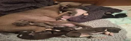 Italian Greyhound dogs for sale: Little Italian greyhound babies  - Advert 2
