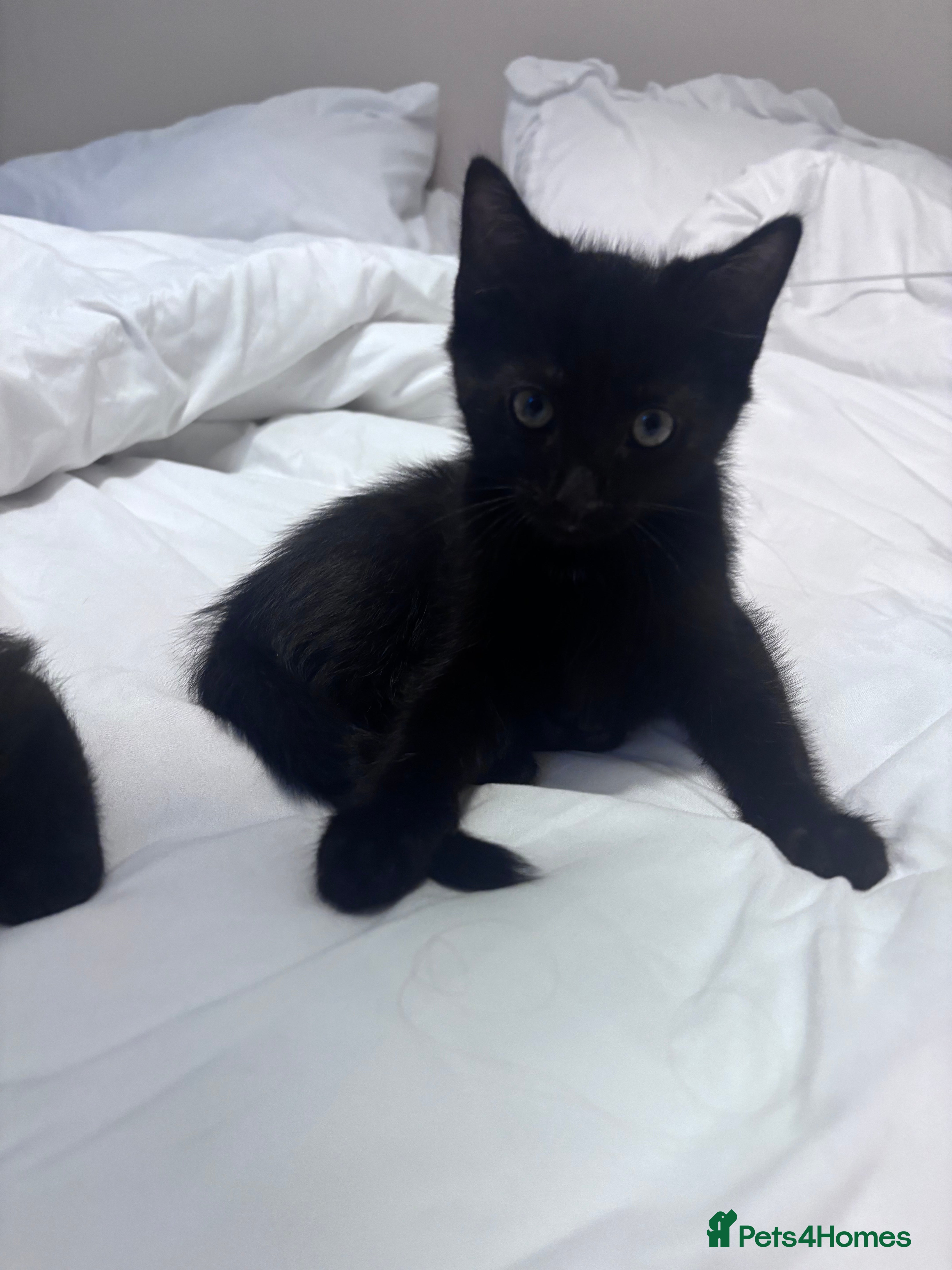 Mixed Breed cats for sale: Kittens for Sale  - Advert 9