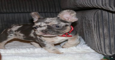 French Bulldog dogs - Advert 15
