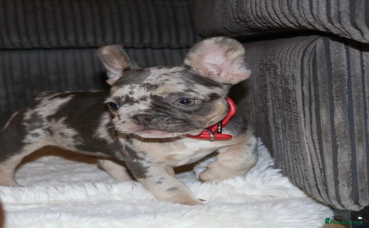 French Bulldog dogs - Advert 10
