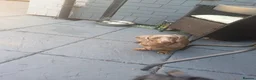 Miniature Dachshund dogs for sale: Male dachshund Isabella & tan Miniture  - Advert 7
