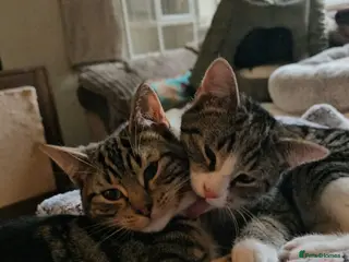 Mixed Breed cats Bonded pair of rescue kittens - male - need home - Advert 1