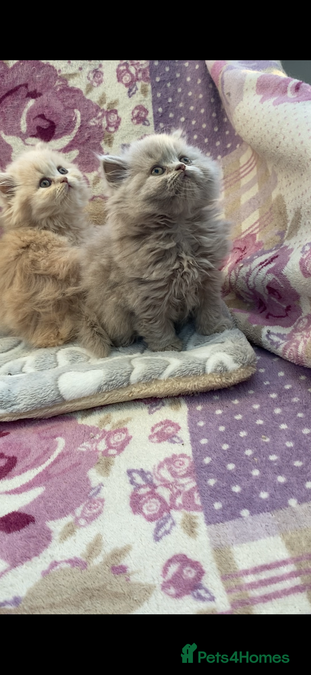 British Longhair cats for sale: GCCF Reg. British Longhairs ready 2/1/26 - Advert 4