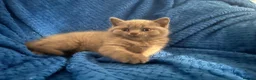 British Shorthair cats for sale: British blue shorthair kittens 3 boys 2 girls in Llanelli - Advert 2