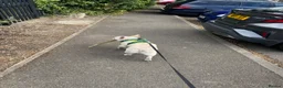 French Bulldog dogs for sale: 10 month old French bulldog  - Advert 3