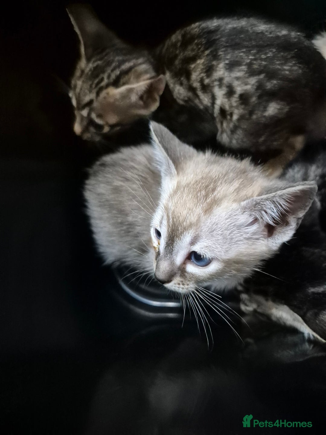 Serengeti cats for sale: Seringetti kittens (Bengal/oriental) - Advert 5