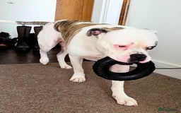 American Bulldog dogs for sale: Rescue Ozzy  - Image 27