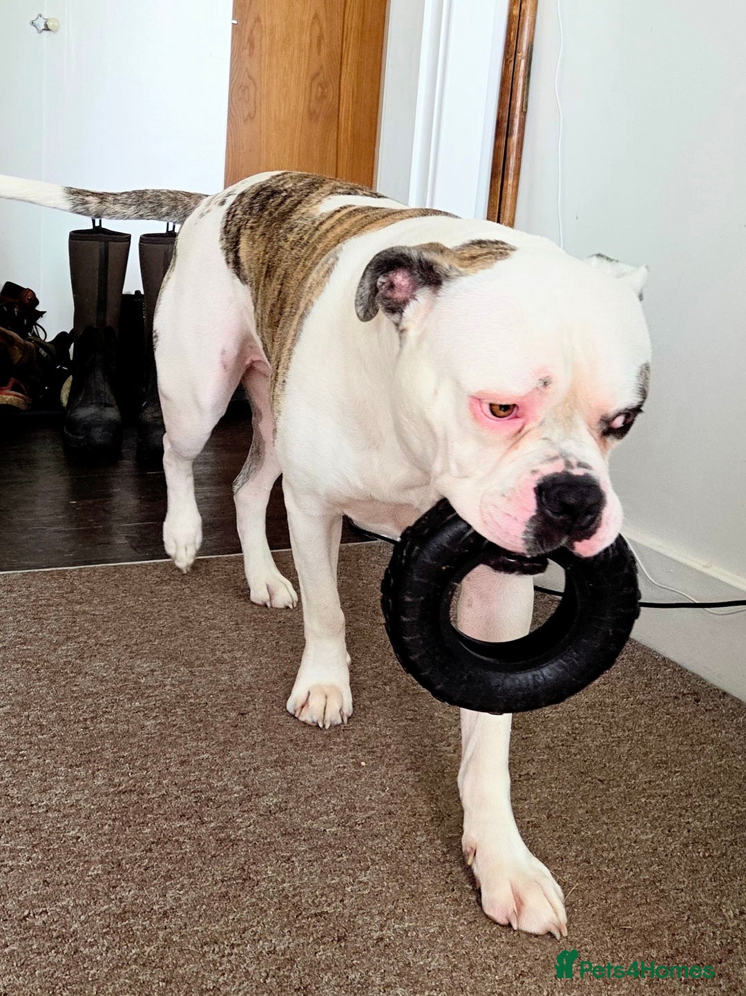 American Bulldog dogs for sale: Rescue Ozzy  - Image 27