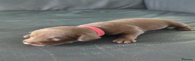 Patterdale Terrier 4