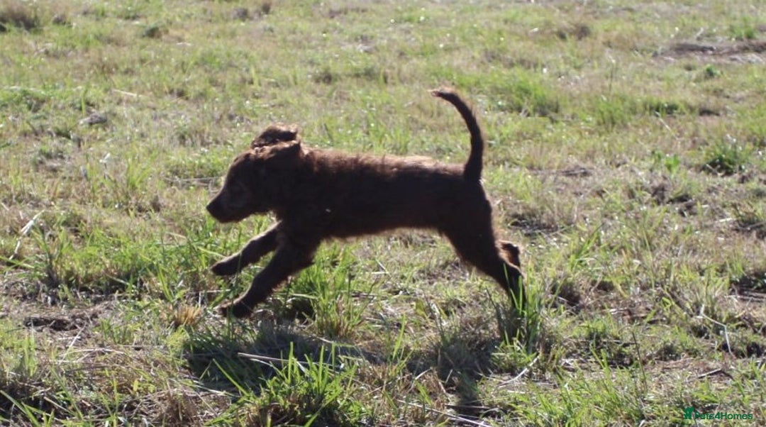 Australian Labradoodle dogs for sale: 🧡💚💙Last girl available, fully health test💙💚🧡 - Image 19