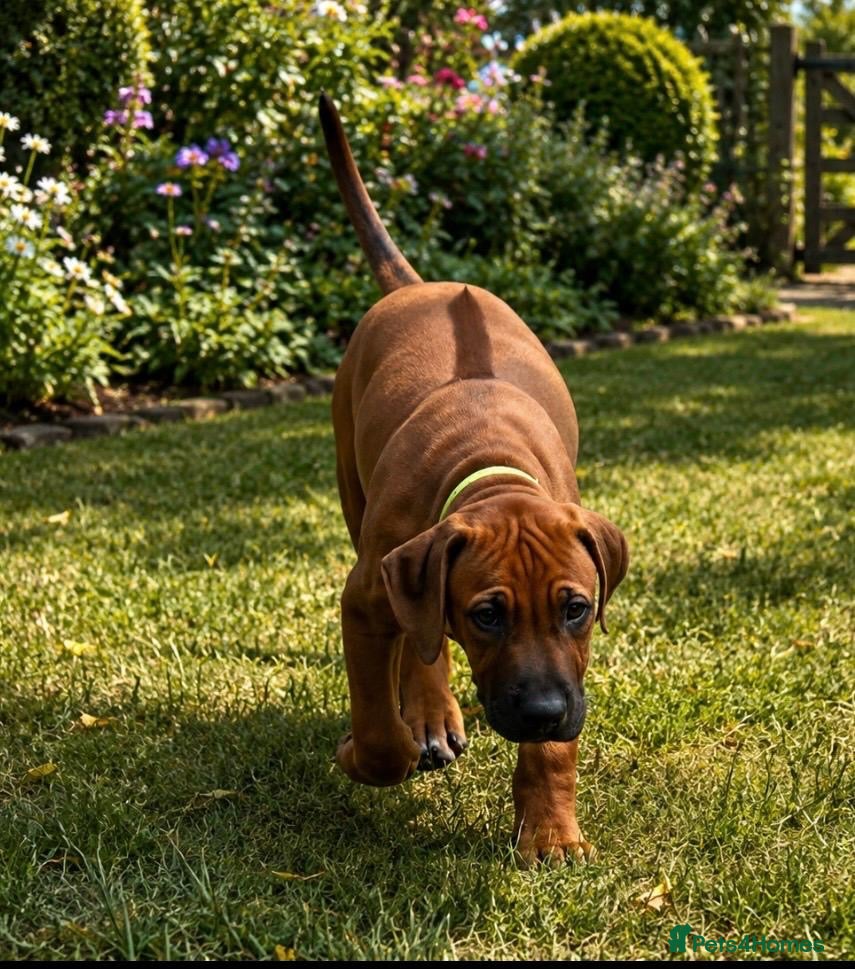 Rhodesian Ridgeback dogs 5 Star Council Registered Breeder         - Advert 2