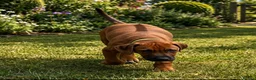 Rhodesian Ridgeback dogs for sale: 5 Star Council Registered Breeder         - Advert 10