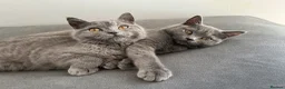 British Shorthair cats for sale: pure pedigreeBritish shorthairs kittens - Advert 4