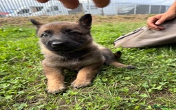 German Shepherd dogs for sale: Germany 🇩🇪 shepherd puppies dogs 🐕 big boned - Image 5