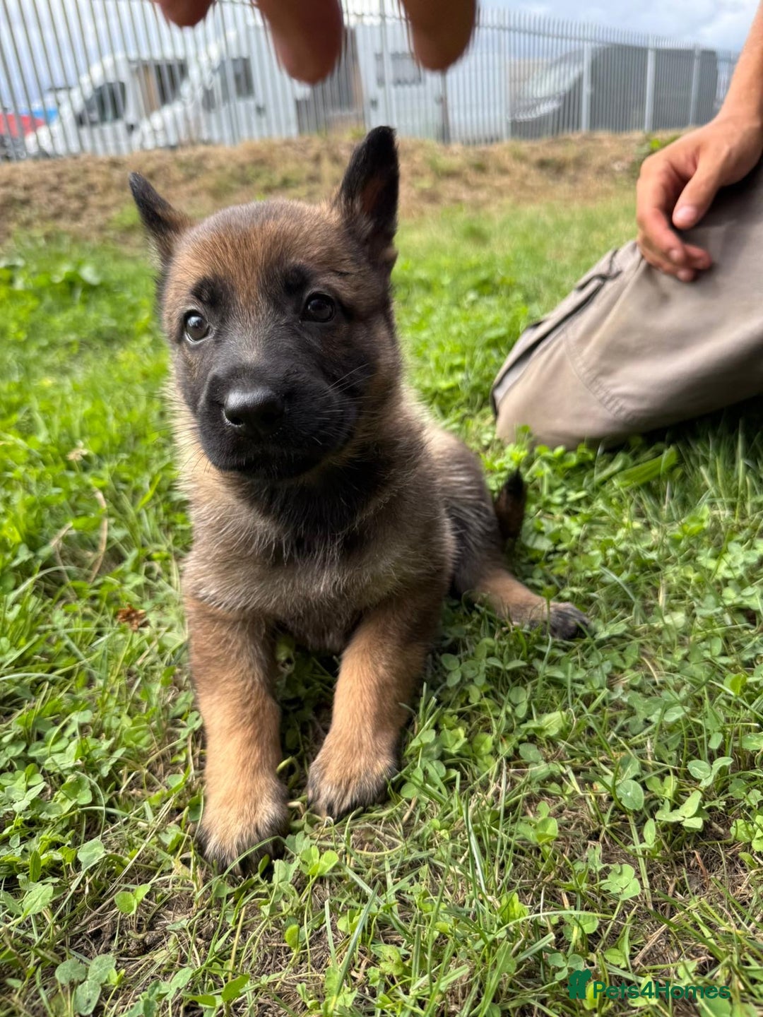 German Shepherd dogs for sale: Germany 🇩🇪 shepherd puppies dogs 🐕 big boned - Image 5